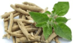 10 Surprising Ashwagandha Benefits for Women 1 Ashwagandha Benefits for Women